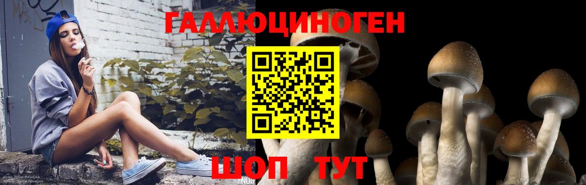 Галлюциногенные грибы Psilocybine cubensis  Вход с VPN  Знаменск  Псилоцибиновые грибы Psilocybe 